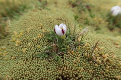 Nototriche longirostris