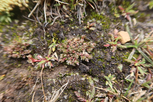 Arenaria acaulis