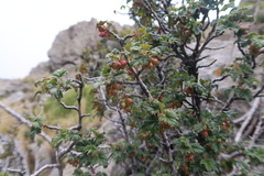 Ribes brachybotrys