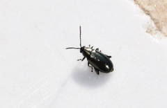 Phyllotreta nigripes