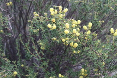 Calceolaria inamoena