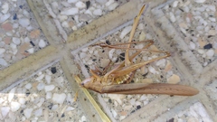 Orthoptera