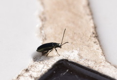 Phyllotreta nigripes