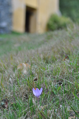 Crocus ligusticus