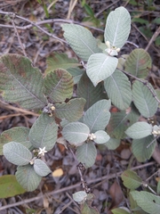 Sabicea brasiliensis