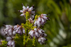 Erica ericoides
