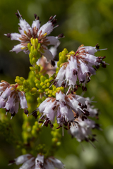 Erica ericoides