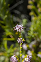 Erica ericoides