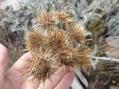 Berkheya francisci