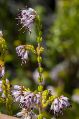 Erica ericoides
