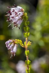 Erica ericoides