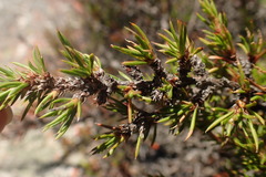 Cliffortia neglecta