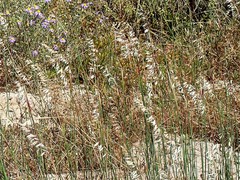 Melica racemosa