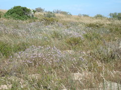 Melica racemosa