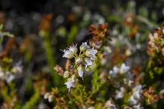 Erica capillaris