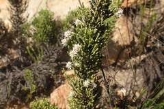 Dolichothrix ericoides