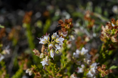 Erica capillaris