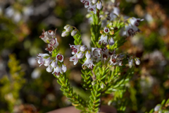 Erica capillaris
