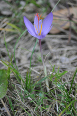 Crocus ligusticus