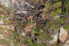 Erica lignosa