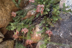 Erica lignosa