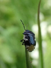 Tritomegas bicolor
