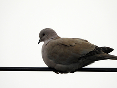 Streptopelia decaocto