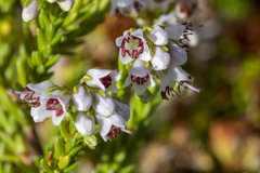 Erica capillaris