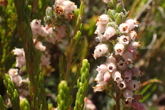 Erica oreotragus