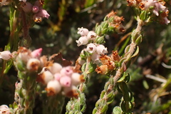 Erica oreotragus