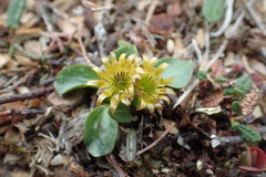 Oxygraphis glacialis