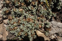 Helichrysum saxicola