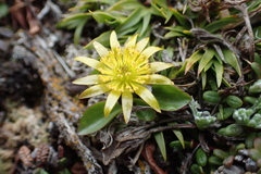 Oxygraphis glacialis