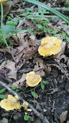 Cantharellus flavus