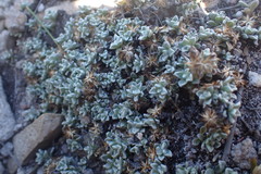 Helichrysum saxicola