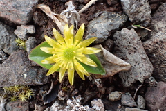 Oxygraphis glacialis