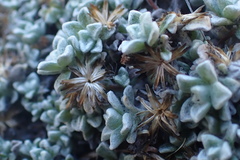 Helichrysum saxicola