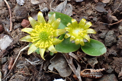 Oxygraphis glacialis