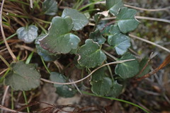 Hermas capitata