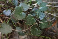 Hermas capitata