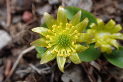 Oxygraphis glacialis