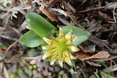Oxygraphis glacialis