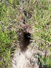 Oryctolagus cuniculus