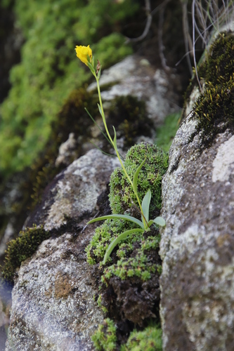 Image of Golden Splitlip Orchid (Schizochilus zeyheri) by (c) Tony Rebelo, some rights reserved (CC BY-SA)