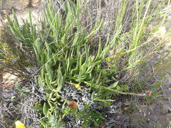 Osteospermum asperulum