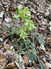 Helleborus foetidus