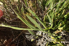 Osteospermum asperulum