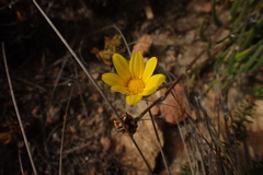 Osteospermum asperulum