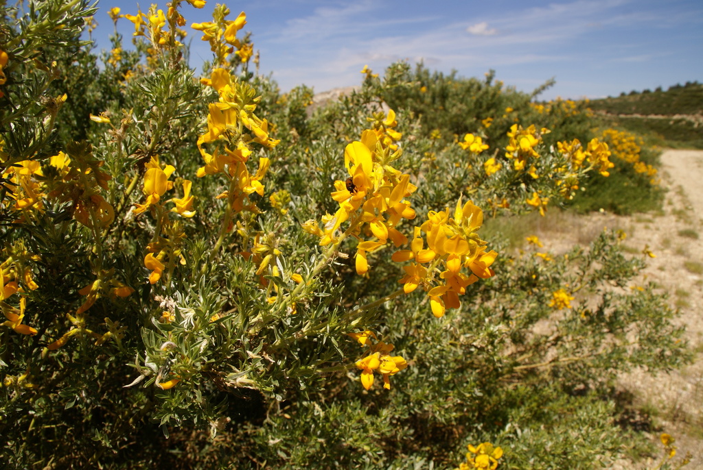 Piorno