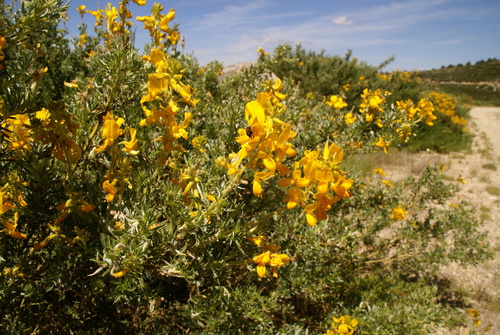 Representative image of Adenocarpus hispanicus